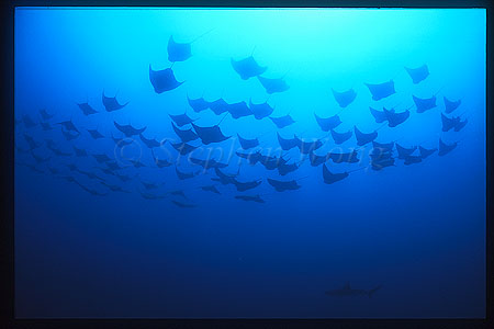 Golden Cownose Rays & Galapago Shark 01
