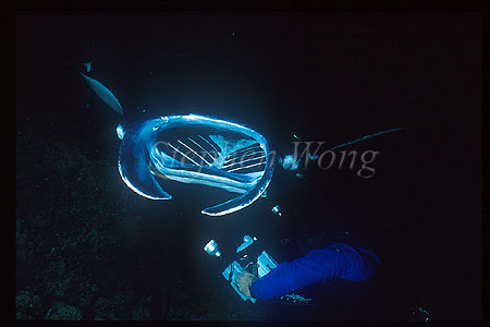Manta Ray 104 & diver, Reef Manta Ray, Stephen WONG