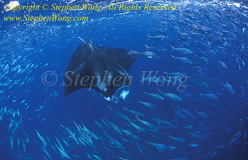 Manta rays 167 120208 Winner of Ocean View 2008, Stephen WONG
