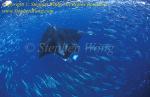 Manta rays 167 120208 Winner of Ocean View 2008, Stephen WONG