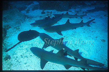 Marbled Stingray 02 & Whitetip Reef Sharks