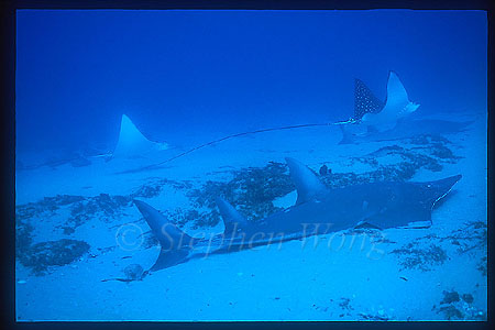Shovelnose Ray & Spotted Eagle Ray 01