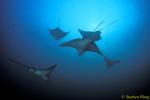 Spotted Eagle & Golden Cownose Rays Schooling 01, Galapagos 110103