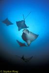 Spotted Eagle & Golden Cownose Rays Schooling 02, Galapagos 110103