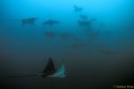 Spotted Eagle & Golden Cownose Rays Schooling 03, Galapagos 110103
