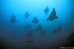 Spotted Eagle & Golden Cownose Rays Schooling 04, Galapagos 110103