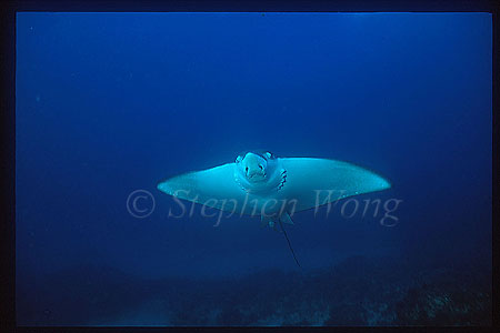 Spotted Eagle Ray 01
