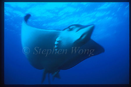 Spotted Eagle Ray 02