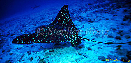 Spotted Eagle Ray 03