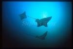 Spotted Eagle Ray 04 & Cownose Ray