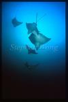 Spotted Eagle Ray 05 & Cownose Ray
