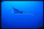 Spotted Eagle Ray 06