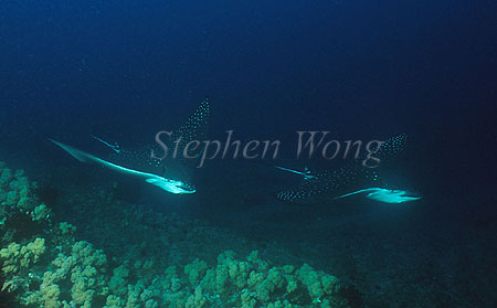 Spotted Eagle Ray 09
