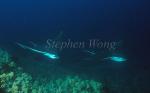Spotted Eagle Ray 09