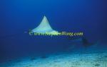 Spotted Eagle Ray 12 060608
