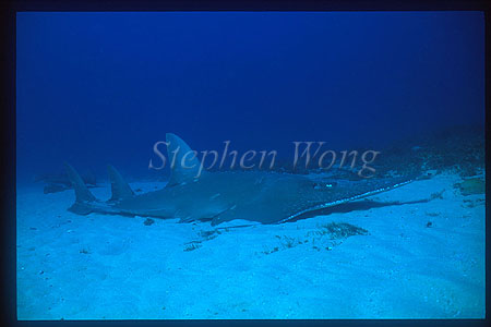 White-Spotted Shovelnose Ray 01
