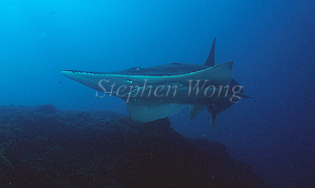 White-Spotted Shovelnose Ray 02