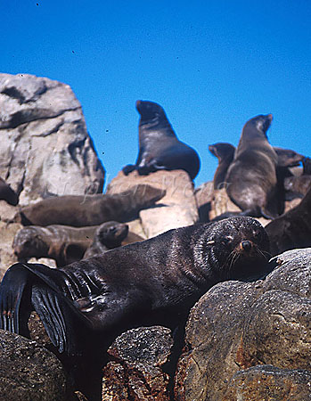 Cape Fur Seal 01