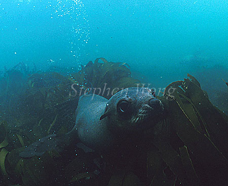 Cape Fur Seal 02