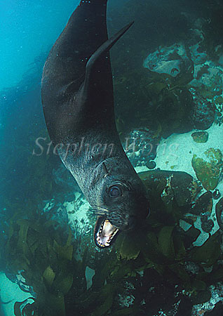Cape Fur Seal 04
