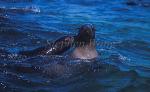 Cape Fur Seal 06 juvenile coozes mama