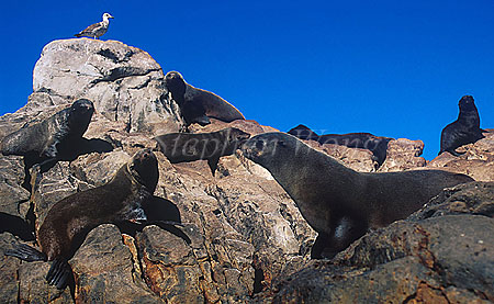 Cape Fur Seal 07