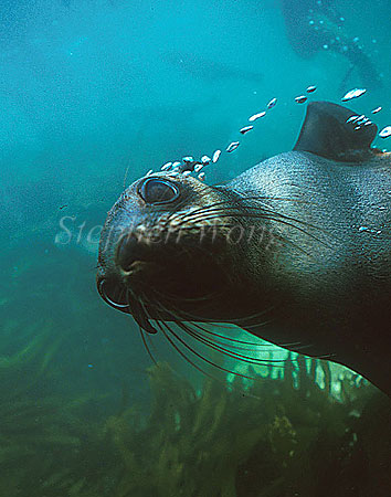 Cape Fur Seal 09