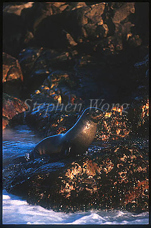 Cape Fur Seal 10