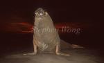 Elephant Seal, Southern 02 alpha male beachmaster