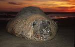 Elephant Seal, Southern 05 alpha male beachmaster