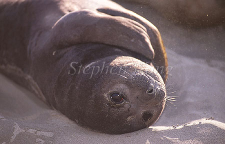Elephant Seal, Southern 06 pup