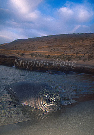 Elephant Seal, Southern 07a pup