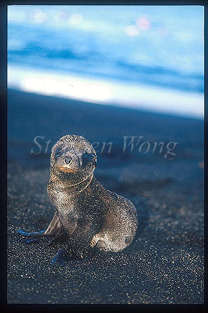 Galapagos Sealion Pup 01