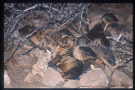 Galapagos Sealion Pup 02