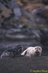 Harbor Seals 02 mom & pup, Vancouver Is 110103