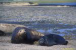 Southern Elephant Seals 04 mom&calf copy